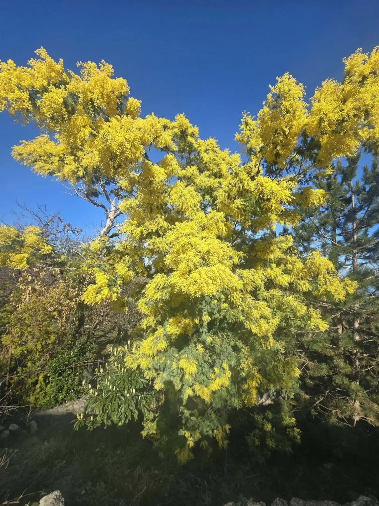 Biljka koja privlači pažnju. Uživajte u najljep&scaron;im prizorima stvorenima va&scaron;im objektivima
