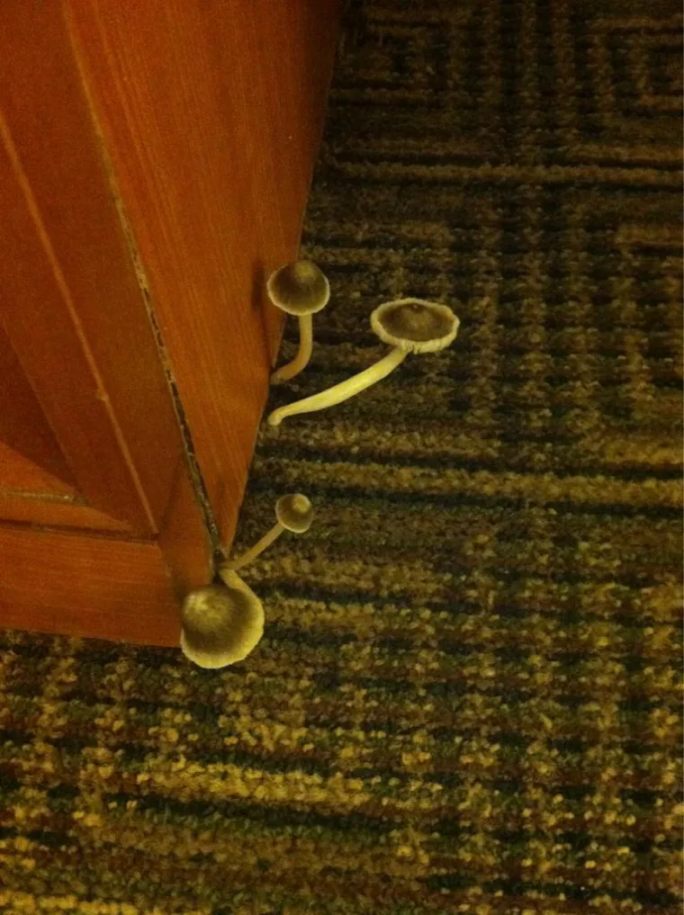 Ovo su zasigurno najgore hotelske sobe u koje su gosti ikad kročili, prizori će vas zgroziti