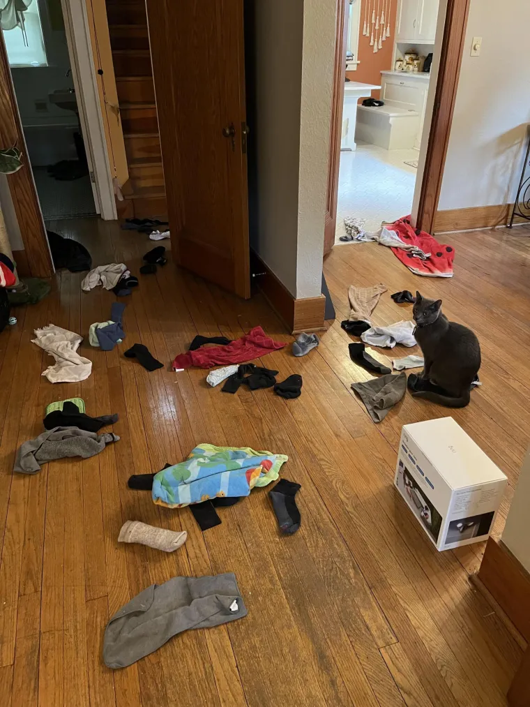 Čisti neodoljivi teroristi: Tako to izgleda kada mace podemone i odluče da će po svome