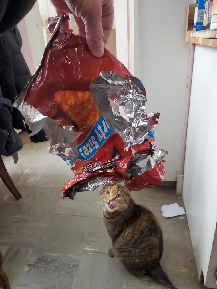 Čisti neodoljivi teroristi: Tako to izgleda kada mace podemone i odluče da će po svome