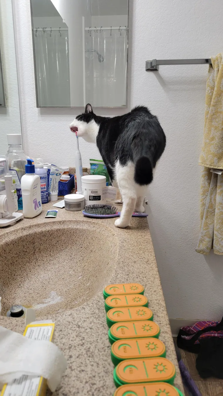 Čisti neodoljivi teroristi: Tako to izgleda kada mace podemone i odluče da će po svome