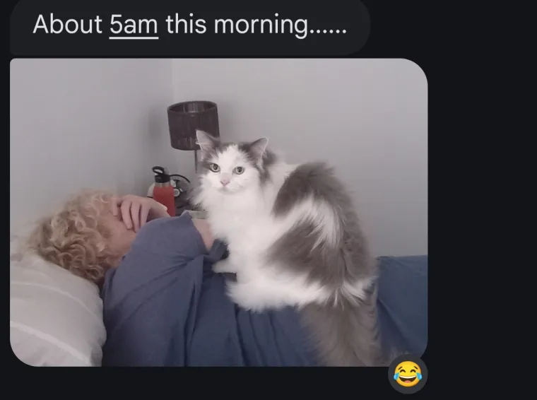 Čisti neodoljivi teroristi: Tako to izgleda kada mace podemone i odluče da će po svome