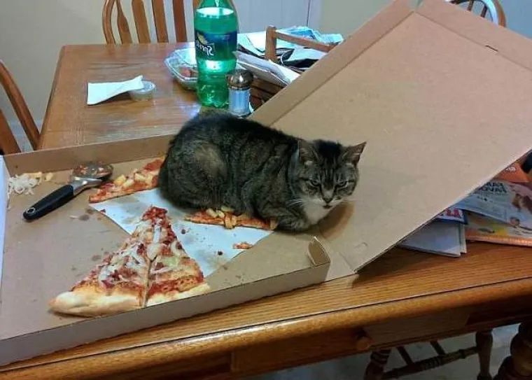 Čisti neodoljivi teroristi: Tako to izgleda kada mace podemone i odluče da će po svome