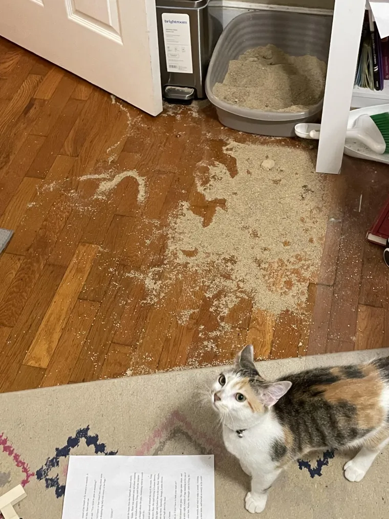 Čisti neodoljivi teroristi: Tako to izgleda kada mace podemone i odluče da će po svome