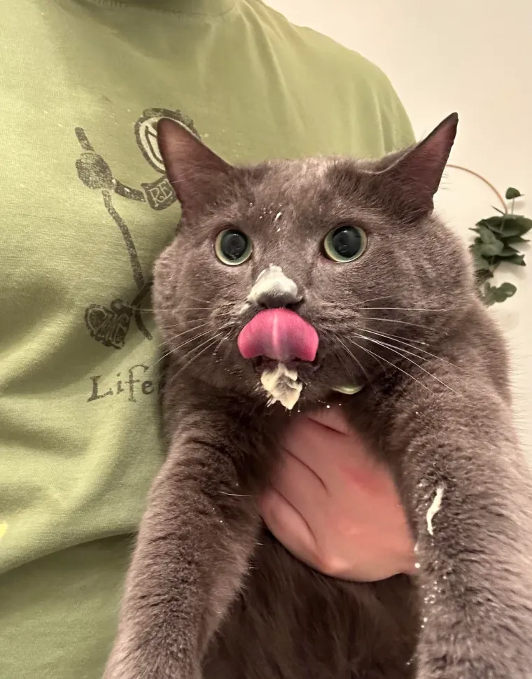 Čisti neodoljivi teroristi: Tako to izgleda kada mace podemone i odluče da će po svome