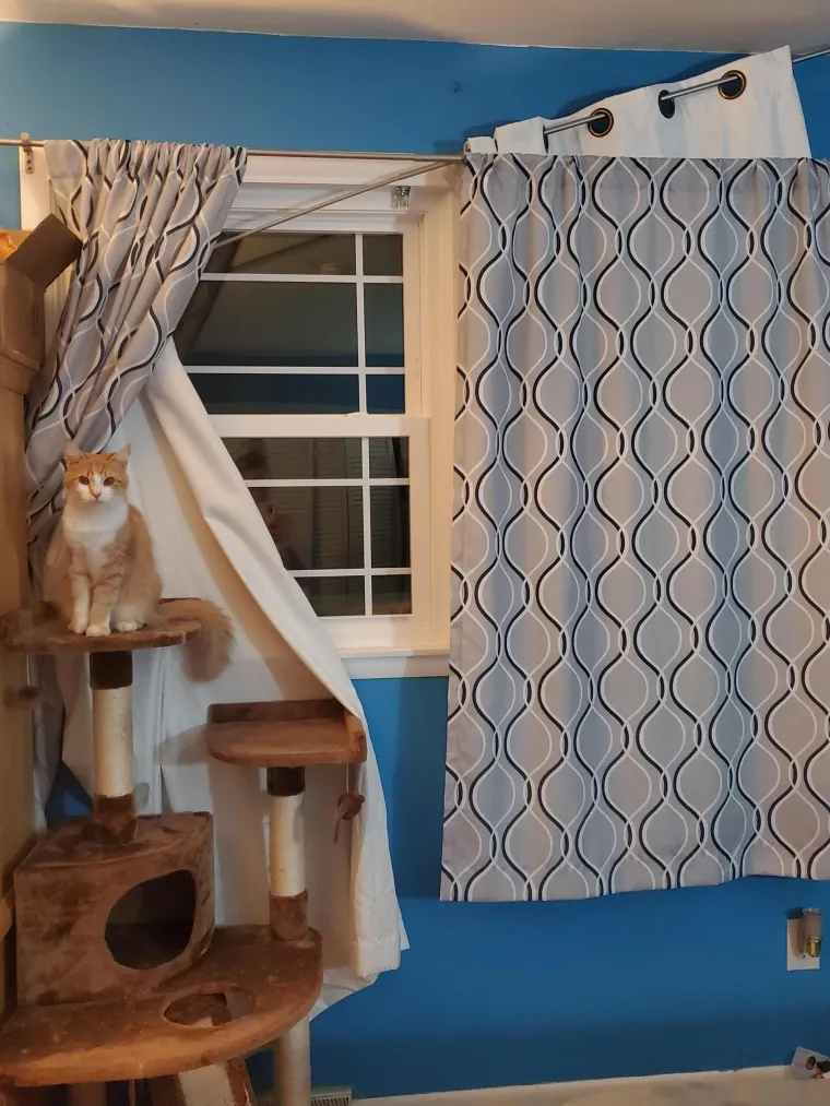 Čisti neodoljivi teroristi: Tako to izgleda kada mace podemone i odluče da će po svome