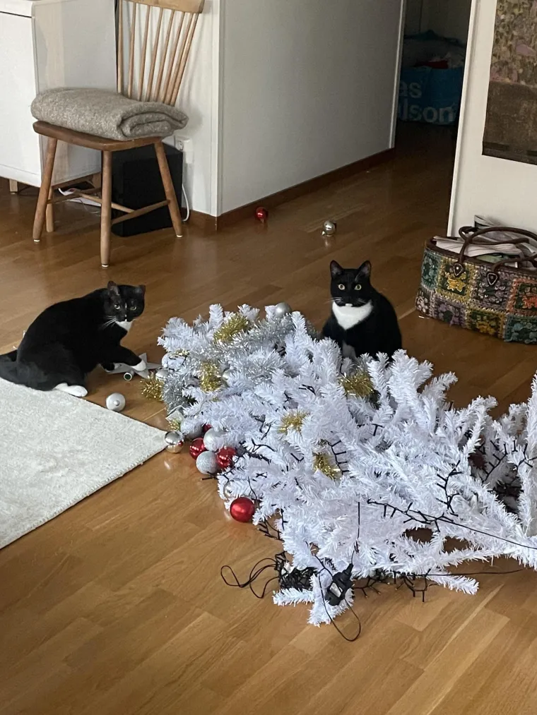 Čisti neodoljivi teroristi: Tako to izgleda kada mace podemone i odluče da će po svome