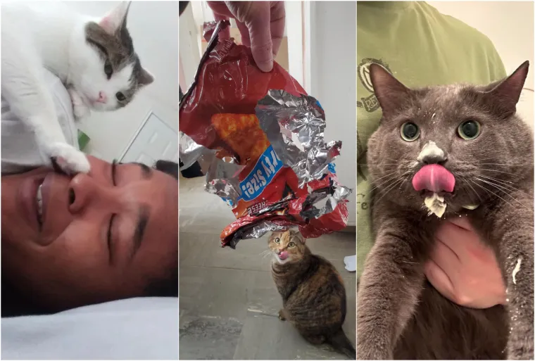 Čisti neodoljivi teroristi: Tako to izgleda kada mace podemone i odluče da će po svome