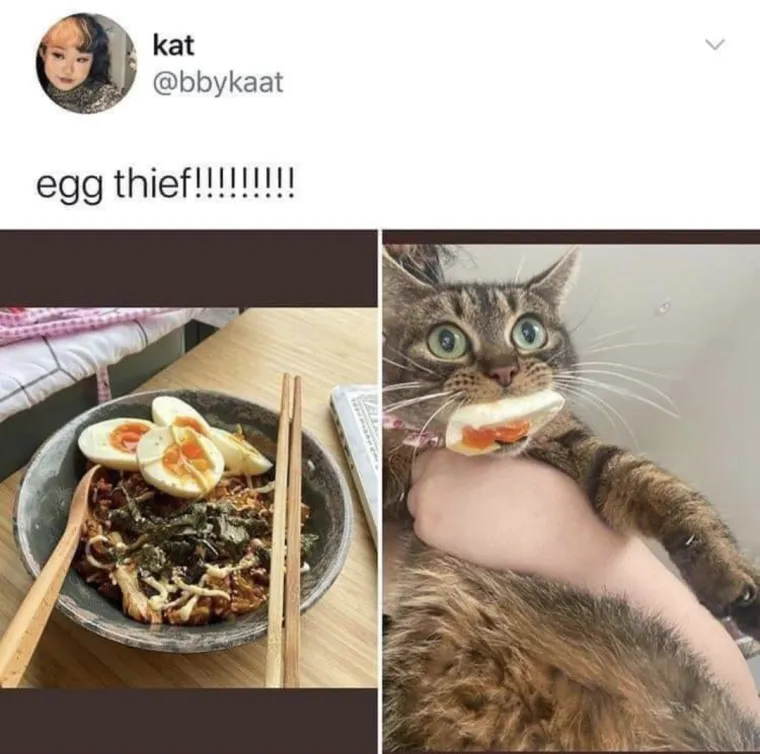 Čisti neodoljivi teroristi: Tako to izgleda kada mace podemone i odluče da će po svome