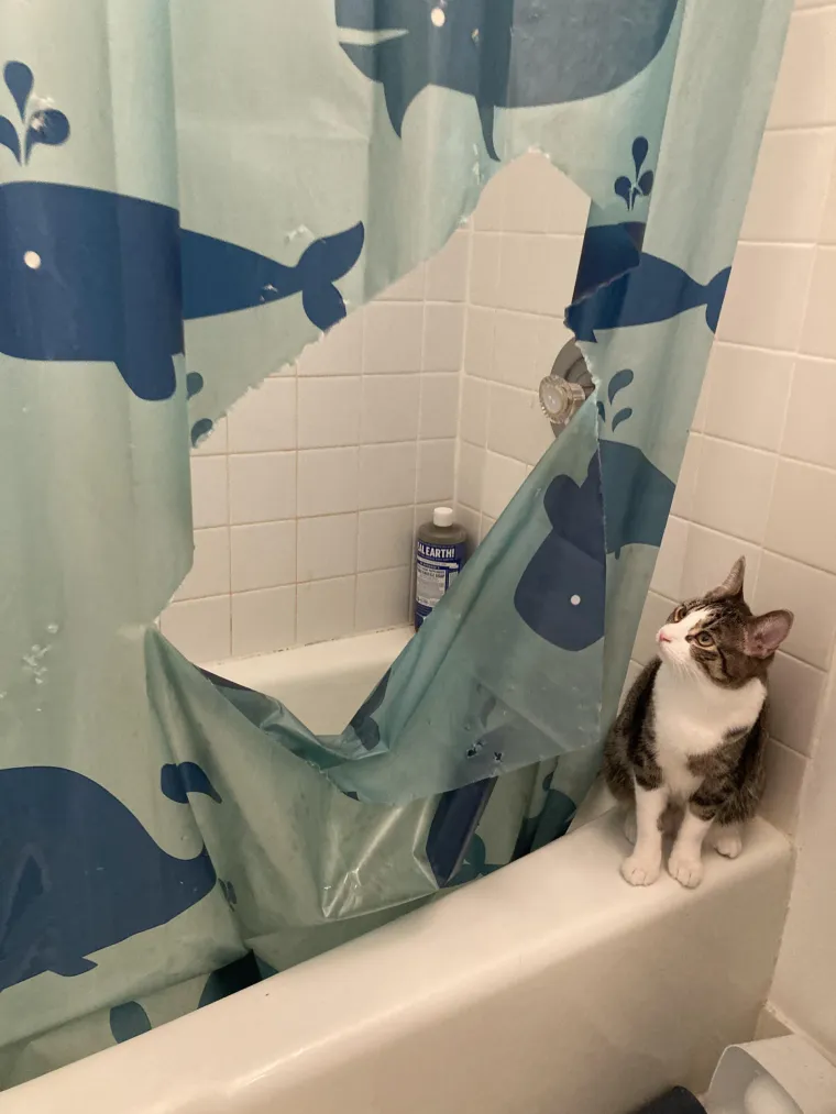 Čisti neodoljivi teroristi: Tako to izgleda kada mace podemone i odluče da će po svome