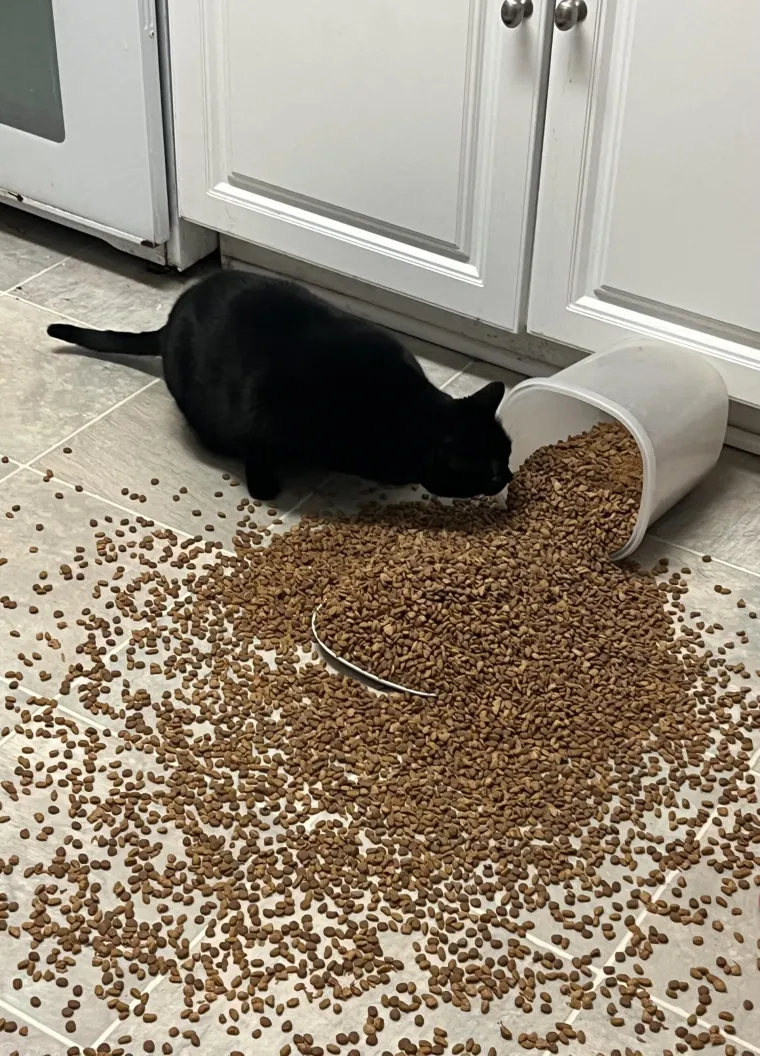 Čisti neodoljivi teroristi: Tako to izgleda kada mace podemone i odluče da će po svome