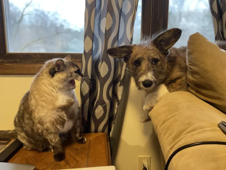 Čisti neodoljivi teroristi: Tako to izgleda kada mace podemone i odluče da će po svome