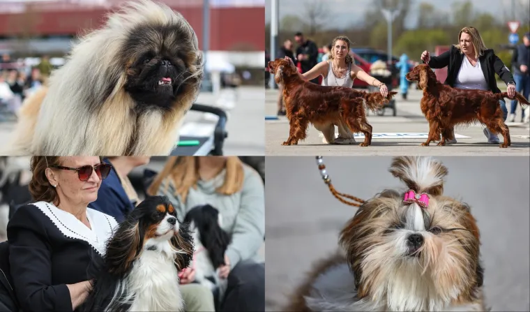 &Scaron;ape, repići i čupava 'slatkoća' na najjače: Ove nju&scaron;ke osvojile su Hrvatsku!