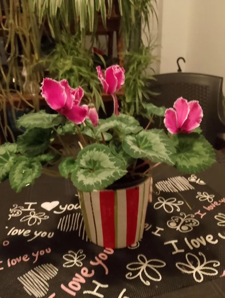 Diva među cvijećem: Vjeruje se da donosi mir i &scaron;titi od negativne energije