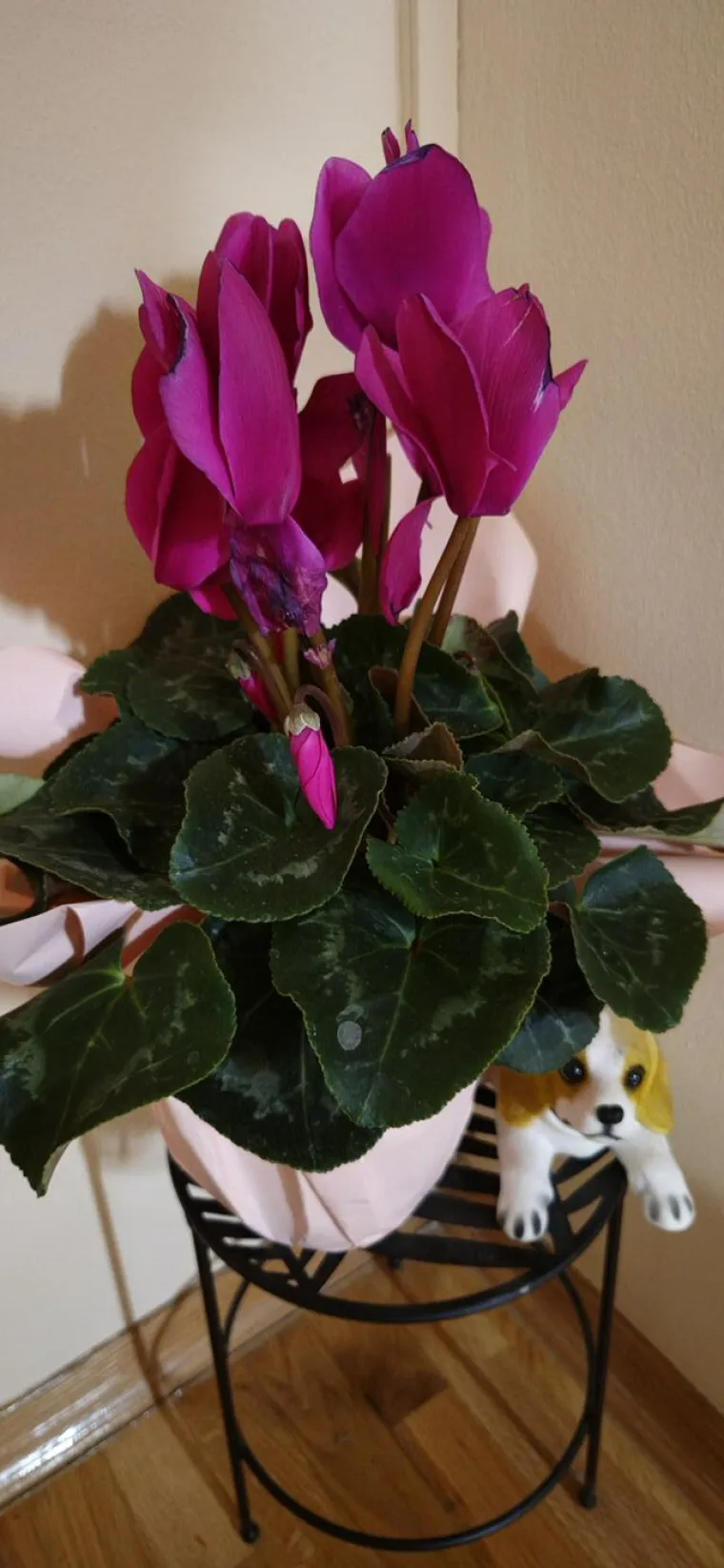 Diva među cvijećem: Vjeruje se da donosi mir i &scaron;titi od negativne energije