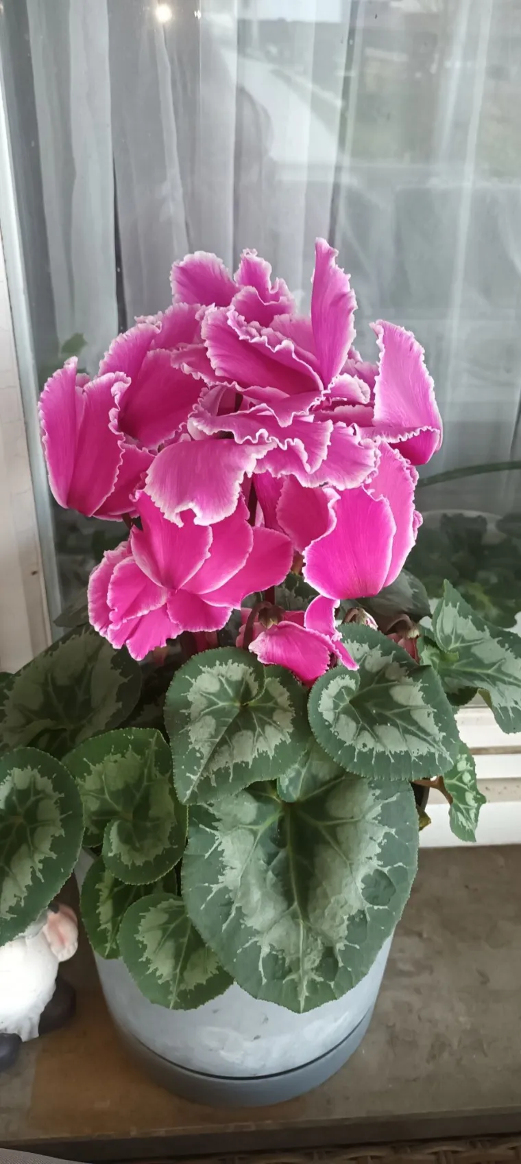 Diva među cvijećem: Vjeruje se da donosi mir i &scaron;titi od negativne energije