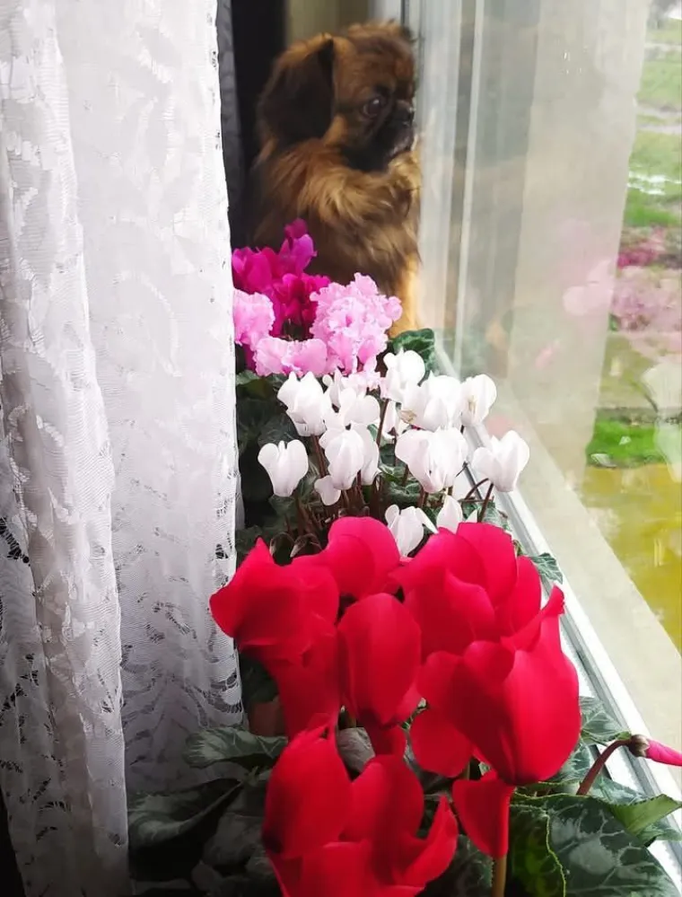 Diva među cvijećem: Vjeruje se da donosi mir i &scaron;titi od negativne energije