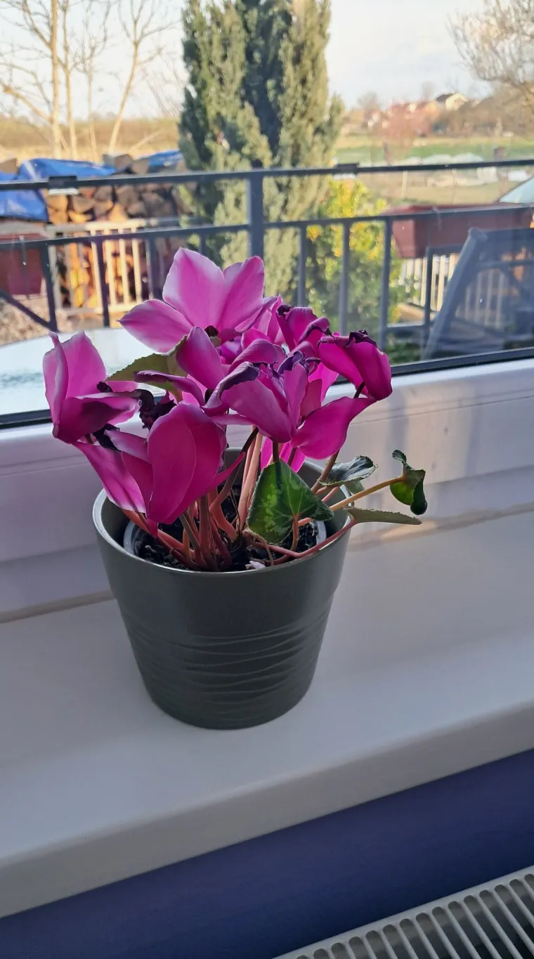 Diva među cvijećem: Vjeruje se da donosi mir i &scaron;titi od negativne energije