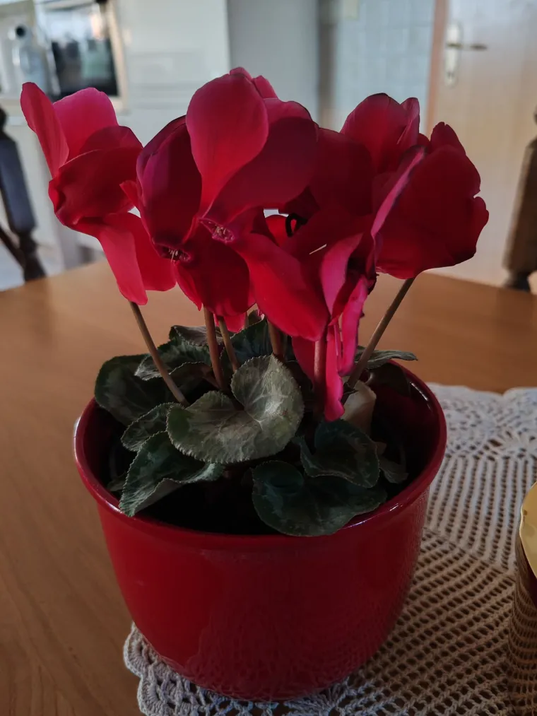 Diva među cvijećem: Vjeruje se da donosi mir i &scaron;titi od negativne energije