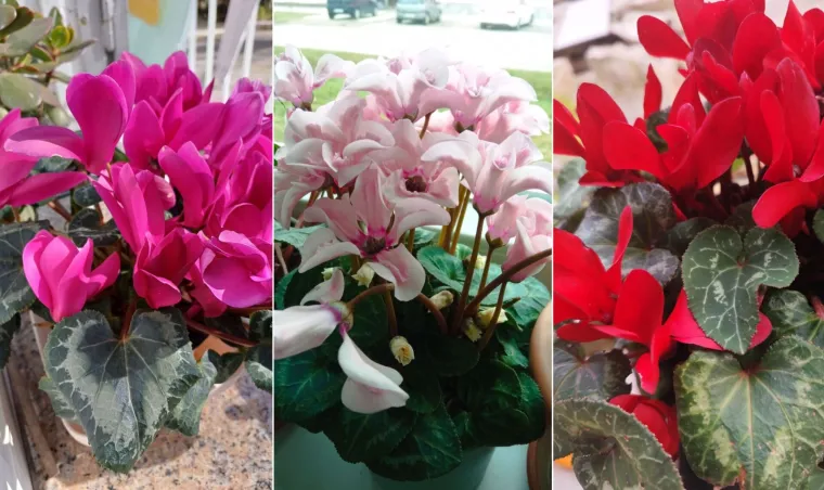 Diva među cvijećem: Vjeruje se da donosi mir i &scaron;titi od negativne energije