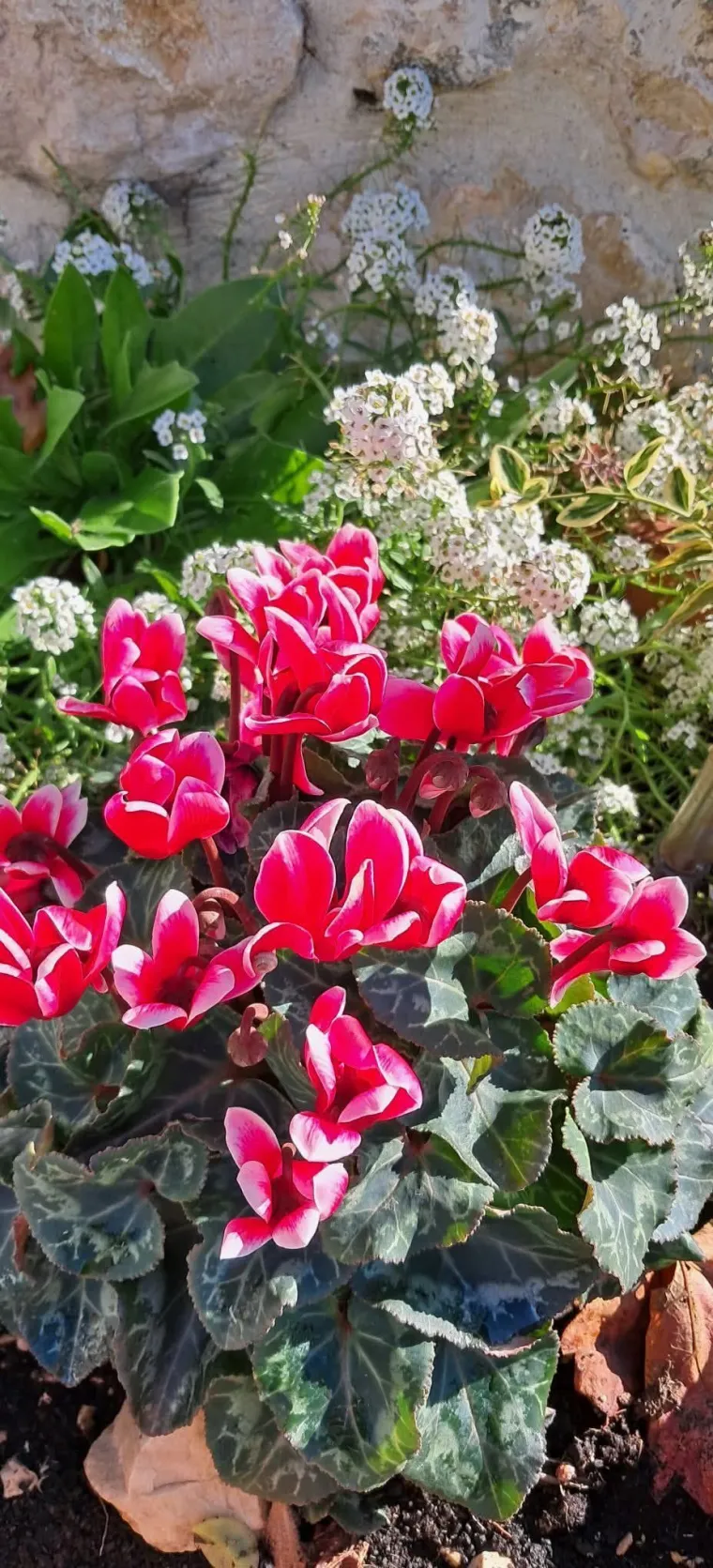 Diva među cvijećem: Vjeruje se da donosi mir i &scaron;titi od negativne energije