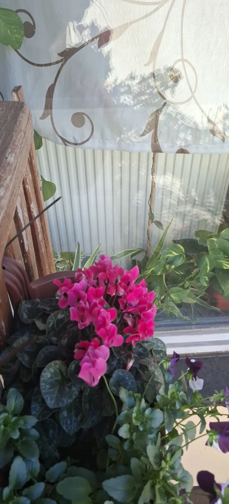 Diva među cvijećem: Vjeruje se da donosi mir i &scaron;titi od negativne energije