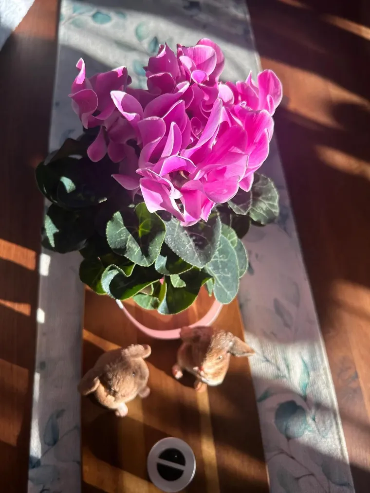 Diva među cvijećem: Vjeruje se da donosi mir i &scaron;titi od negativne energije