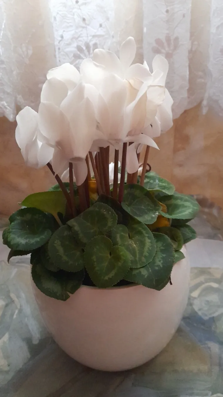 Diva među cvijećem: Vjeruje se da donosi mir i &scaron;titi od negativne energije