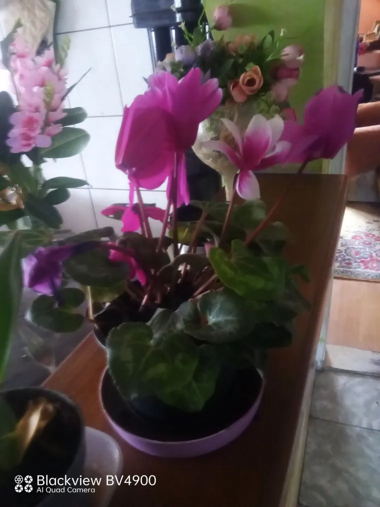 Diva među cvijećem: Vjeruje se da donosi mir i &scaron;titi od negativne energije