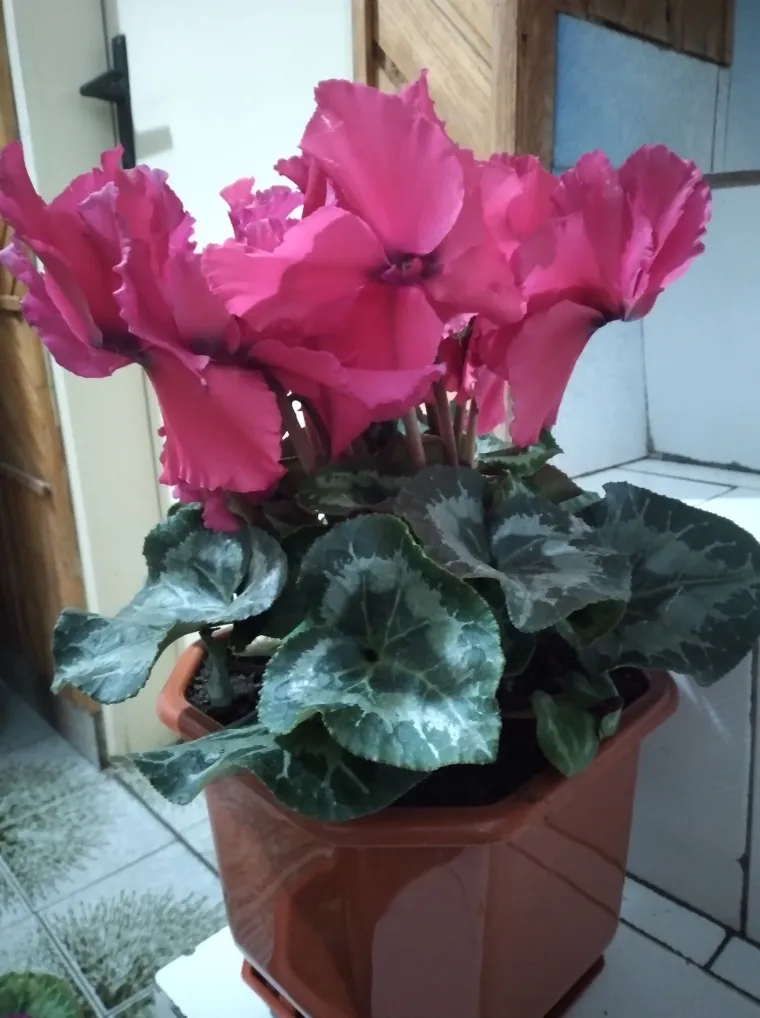 Diva među cvijećem: Vjeruje se da donosi mir i &scaron;titi od negativne energije