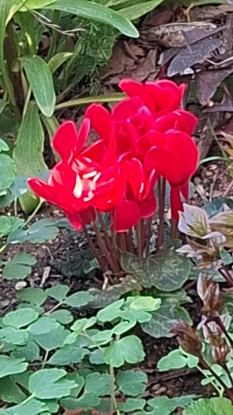 Diva među cvijećem: Vjeruje se da donosi mir i &scaron;titi od negativne energije