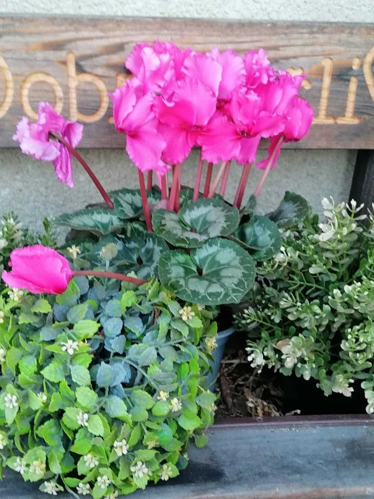 Diva među cvijećem: Vjeruje se da donosi mir i &scaron;titi od negativne energije