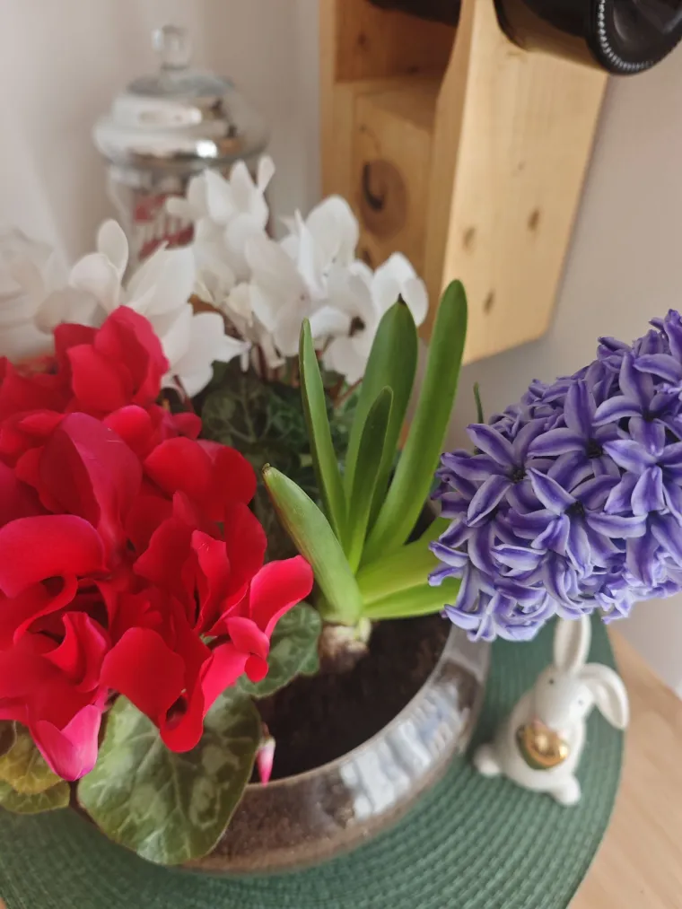 Diva među cvijećem: Vjeruje se da donosi mir i &scaron;titi od negativne energije