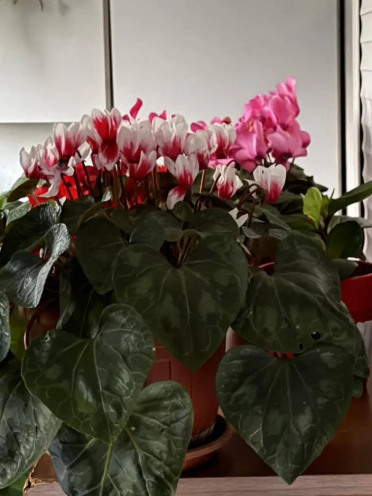 Diva među cvijećem: Vjeruje se da donosi mir i &scaron;titi od negativne energije