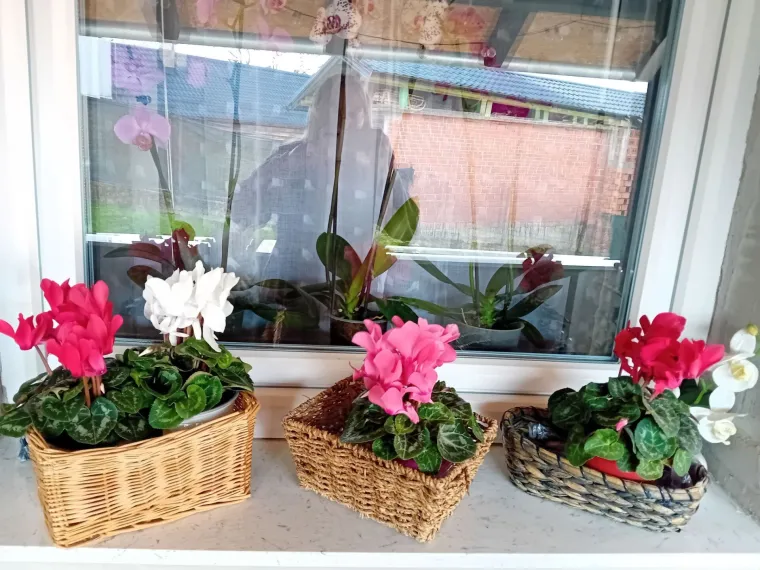 Diva među cvijećem: Vjeruje se da donosi mir i &scaron;titi od negativne energije