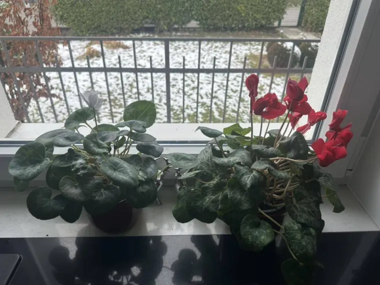 Diva među cvijećem: Vjeruje se da donosi mir i &scaron;titi od negativne energije