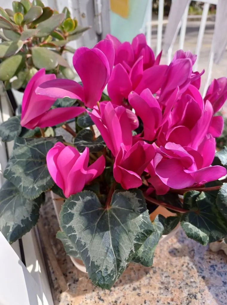 Diva među cvijećem: Vjeruje se da donosi mir i &scaron;titi od negativne energije