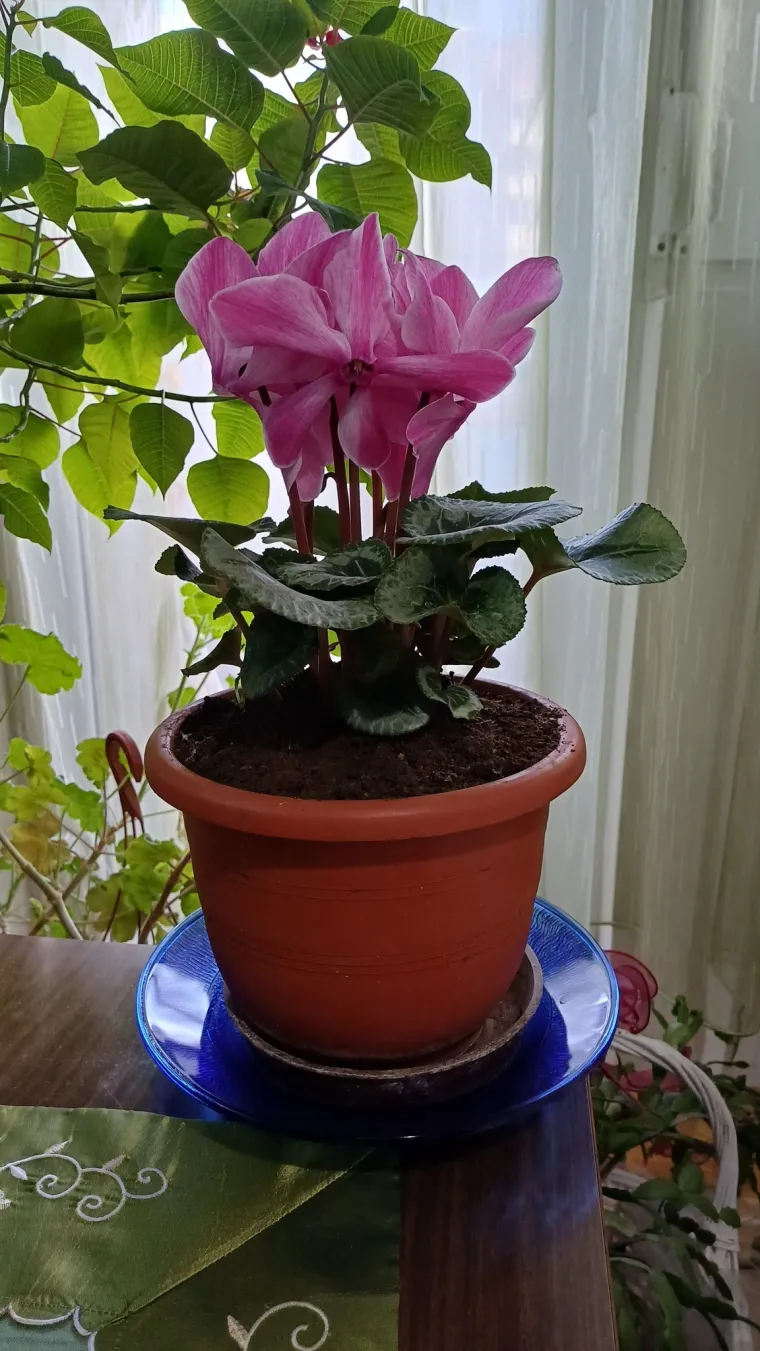 Diva među cvijećem: Vjeruje se da donosi mir i &scaron;titi od negativne energije