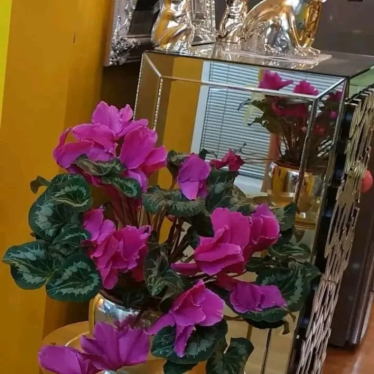 Diva među cvijećem: Vjeruje se da donosi mir i &scaron;titi od negativne energije