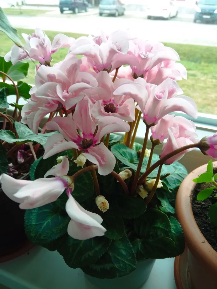 Diva među cvijećem: Vjeruje se da donosi mir i &scaron;titi od negativne energije