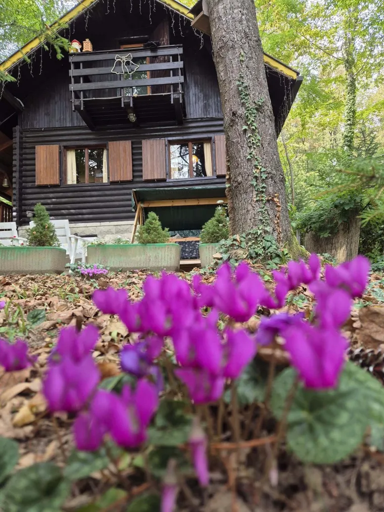 Diva među cvijećem: Vjeruje se da donosi mir i &scaron;titi od negativne energije