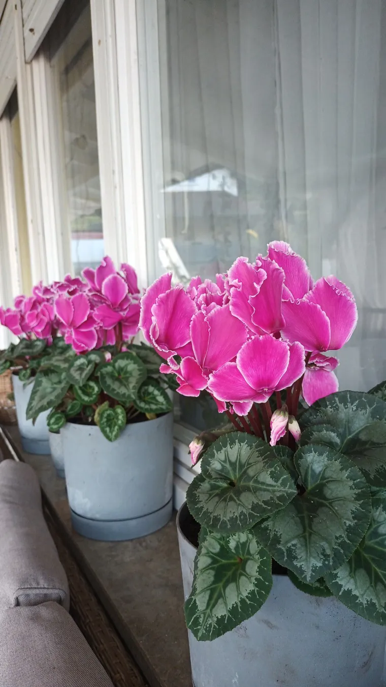 Diva među cvijećem: Vjeruje se da donosi mir i &scaron;titi od negativne energije