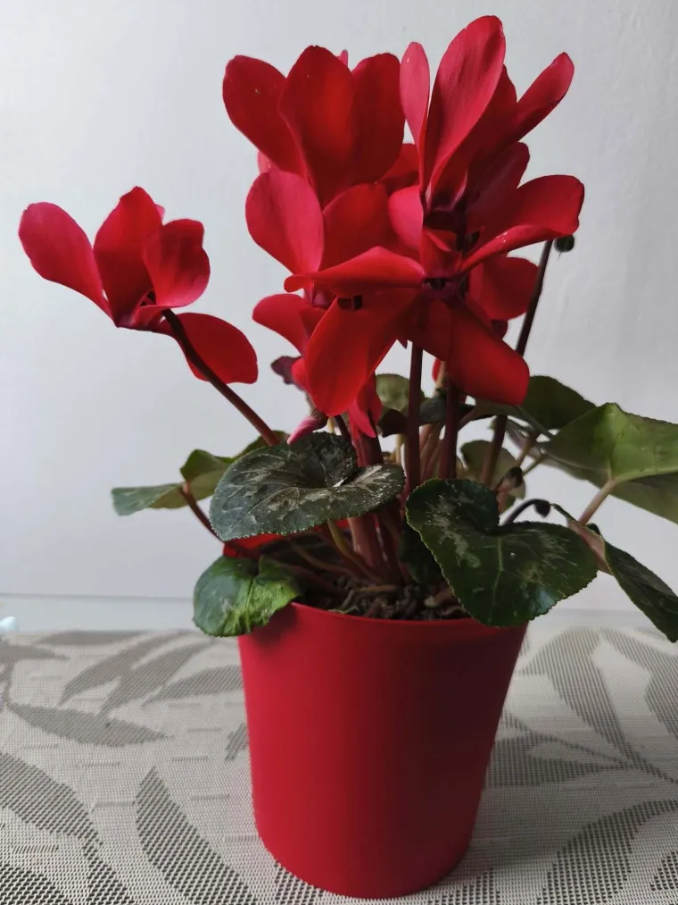 Diva među cvijećem: Vjeruje se da donosi mir i &scaron;titi od negativne energije