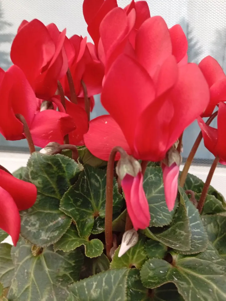 Diva među cvijećem: Vjeruje se da donosi mir i &scaron;titi od negativne energije