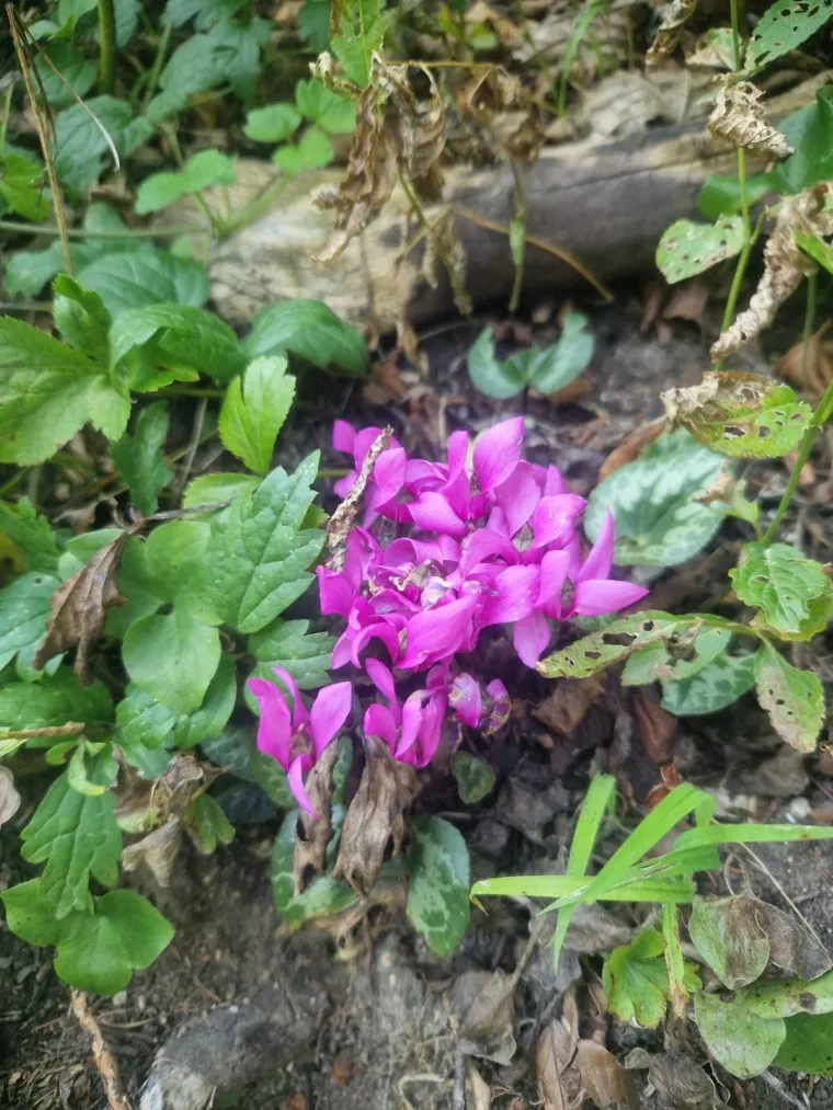 Diva među cvijećem: Vjeruje se da donosi mir i &scaron;titi od negativne energije