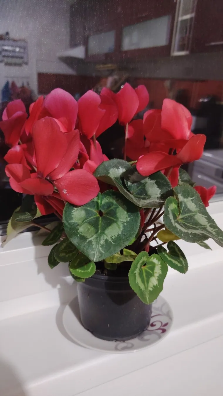 Diva među cvijećem: Vjeruje se da donosi mir i &scaron;titi od negativne energije