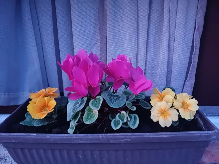 Diva među cvijećem: Vjeruje se da donosi mir i &scaron;titi od negativne energije