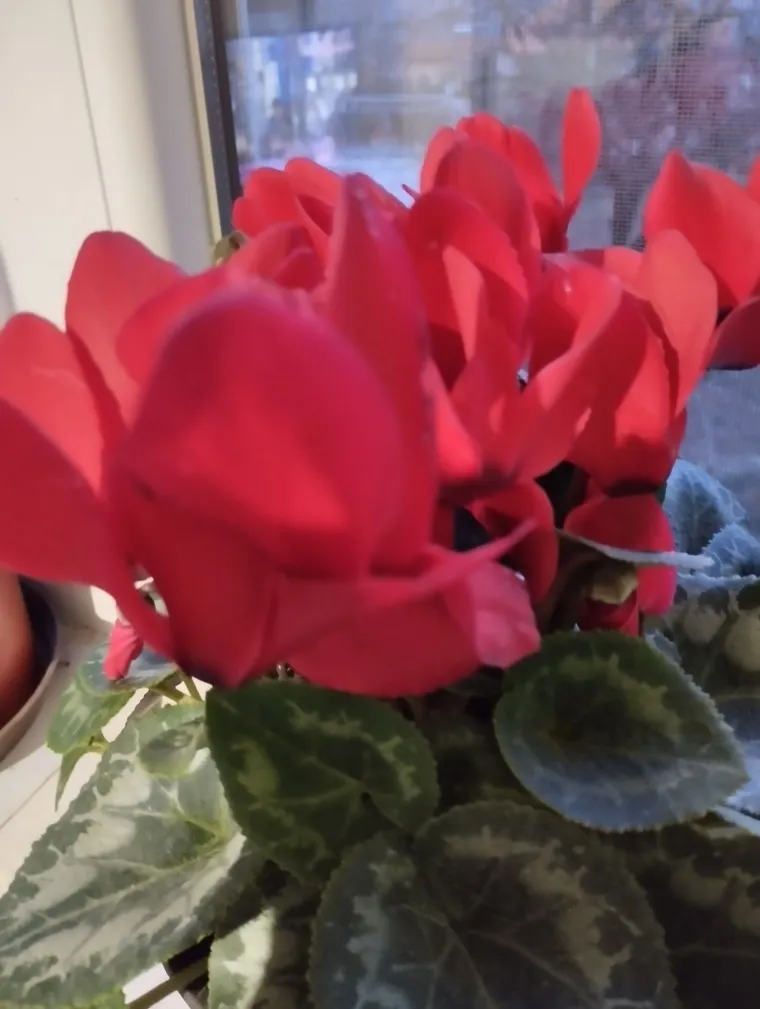 Diva među cvijećem: Vjeruje se da donosi mir i &scaron;titi od negativne energije