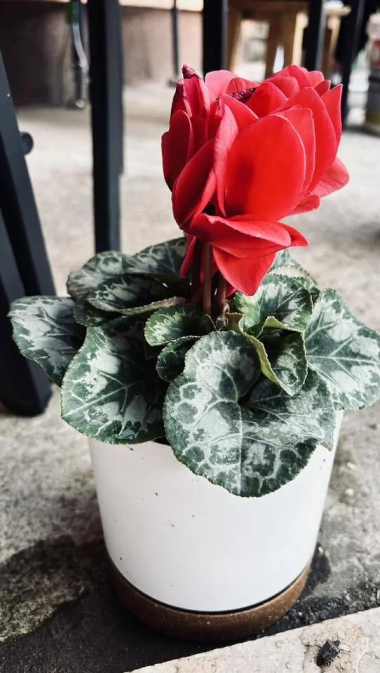 Diva među cvijećem: Vjeruje se da donosi mir i &scaron;titi od negativne energije