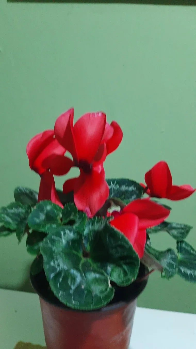 Diva među cvijećem: Vjeruje se da donosi mir i &scaron;titi od negativne energije